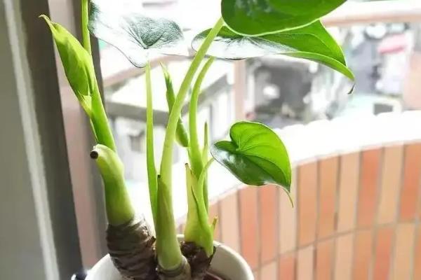 滴水观音茎块的种植方式，要选择有芽点的部位割断