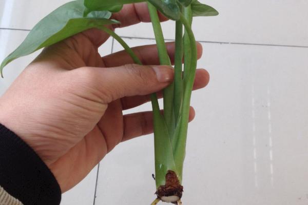 滴水观音茎块的种植方式，要选择有芽点的部位割断