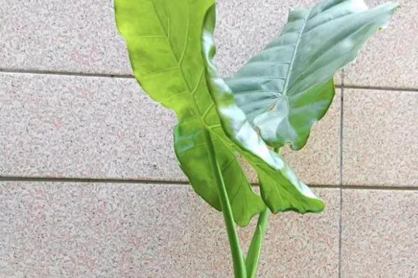 滴水观音茎块的种植方式，要选择有芽点的部位割断