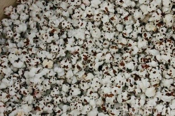 鸽子粪如何发酵成花肥,鸽子粪上覆盖上树叶和水进行发酵