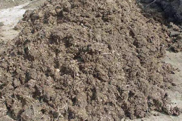 鸽子粪如何发酵成花肥,鸽子粪上覆盖上树叶和水进行发酵