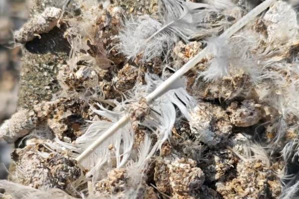 鸽子粪如何发酵成花肥,鸽子粪上覆盖上树叶和水进行发酵