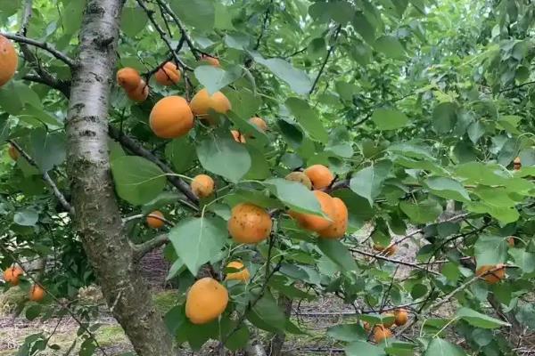 杏果的采收期怎么确定，用来远销或加工的果实可在八成熟时采收