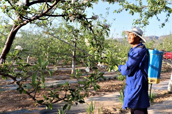 梨树康氏粉蚧如何防治，可选择杀扑噻、乐斯本等