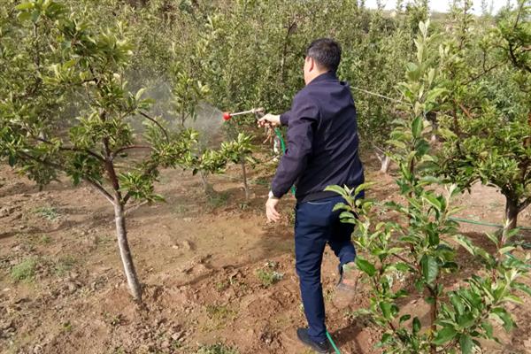梨树康氏粉蚧如何防治，可选择杀扑噻、乐斯本等