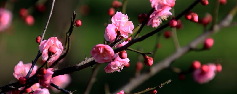 梅花在冬季还是春季开，在春季开放