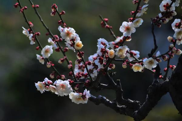 梅花在冬季还是春季开，在春季开放