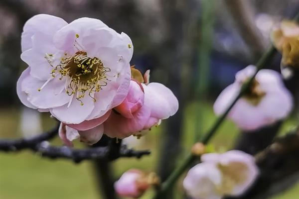 梅花在冬季还是春季开，在春季开放