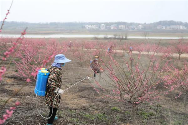 梅花在冬季还是春季开，在春季开放