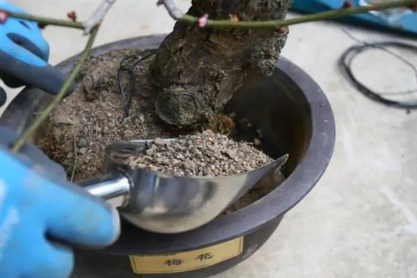 梅花在冬季还是春季开，在春季开放