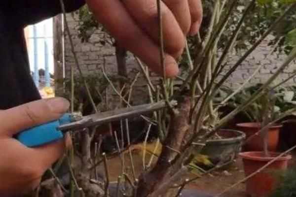 梅花在冬季还是春季开，在春季开放