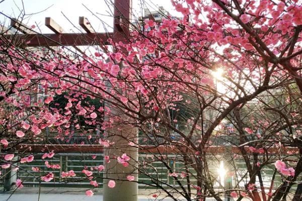 梅花在冬季还是春季开，在春季开放