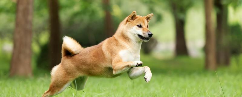 犬阴道炎和外阴炎的病因，可能是在分娩时外阴受到了创伤