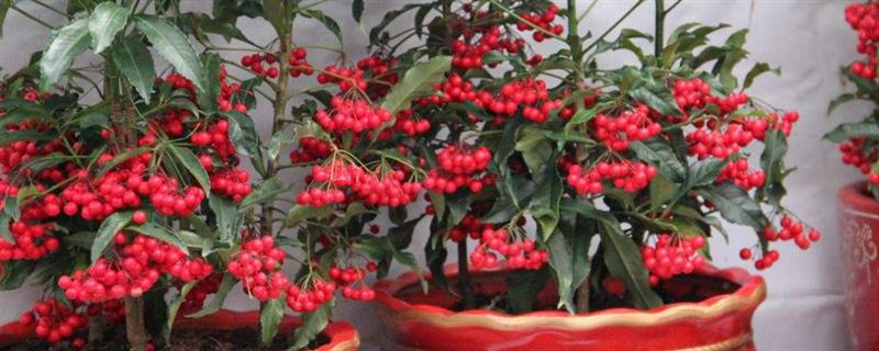 金玉满堂为什么会掉叶掉果，一般是浇水过少、温度过低、施肥不足等因素引起