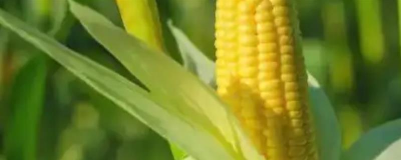 益农72玉米种的特征特性，夏播生育期为97天左右