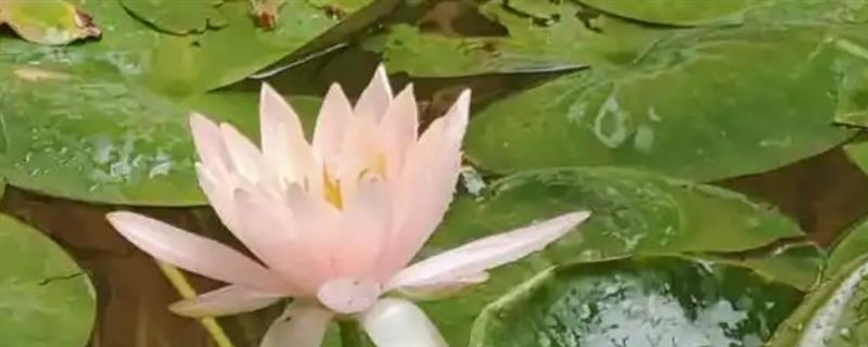 一个花盆能养多少睡莲，通常可以养殖3个左右