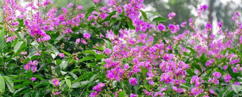 如何养殖醉蝶花，夏季每天至少浇一次水