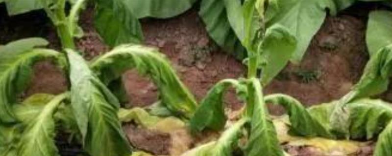 立枯病和根腐病有什么区别,症状、发病规律、病原体均不同