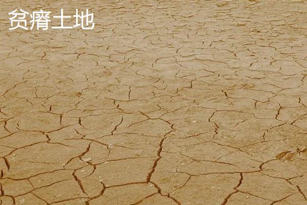 哪些地方不适合种花生，沙土地、贫瘠土地等地块不宜种植