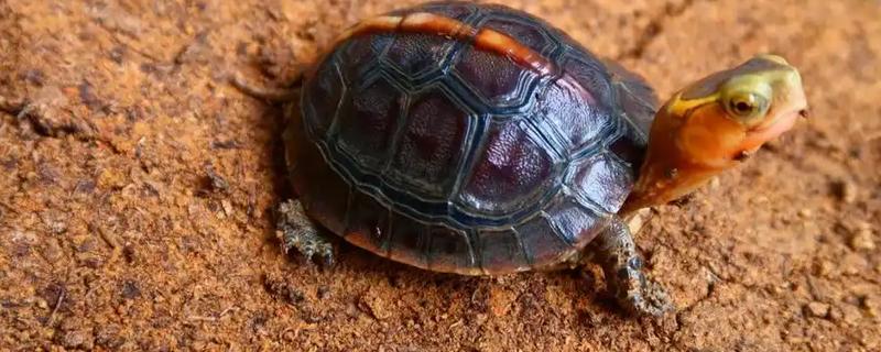 黄缘龟冬眠前需要清肠吗,冬眠期间体内食物过多会引起肠胃疾病