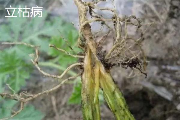 立枯病和根腐病有什么区别,症状、发病规律、病原体均不同