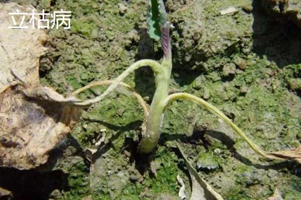 立枯病和根腐病有什么区别,症状、发病规律、病原体均不同