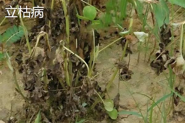立枯病和根腐病有什么区别,症状、发病规律、病原体均不同