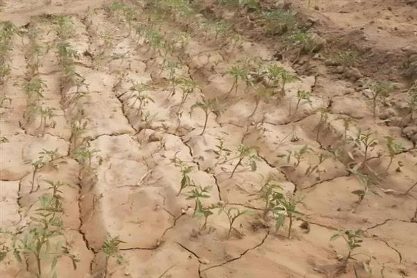 立枯病和根腐病有什么区别,症状、发病规律、病原体均不同