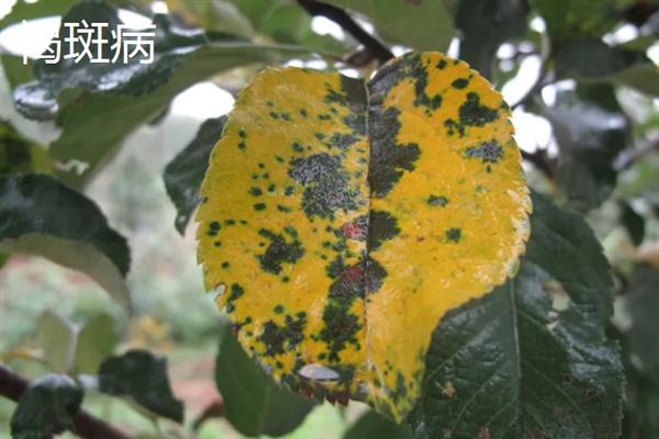 立枯病和根腐病有什么区别,症状、发病规律、病原体均不同