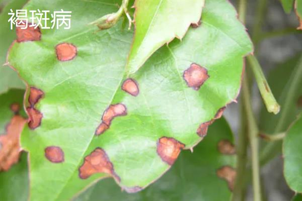 立枯病和根腐病有什么区别,症状、发病规律、病原体均不同