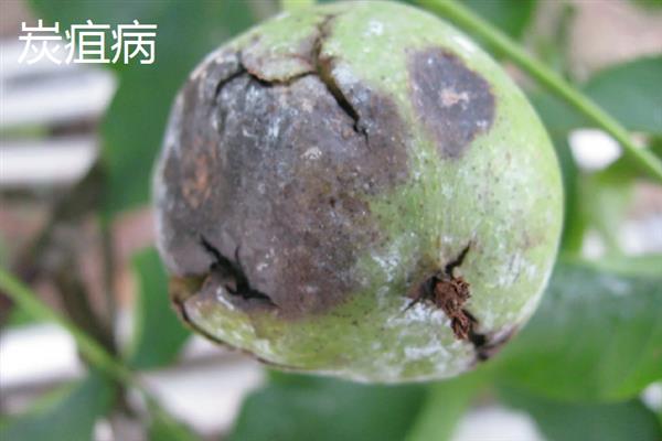 立枯病和根腐病有什么区别,症状、发病规律、病原体均不同