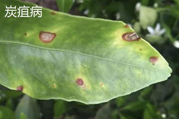 立枯病和根腐病有什么区别,症状、发病规律、病原体均不同