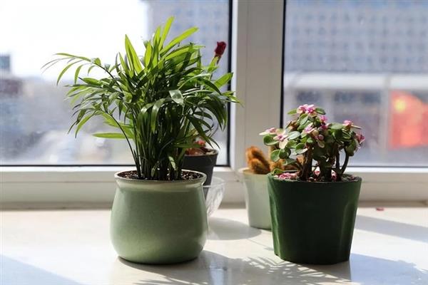 立枯病和根腐病有什么区别,症状、发病规律、病原体均不同