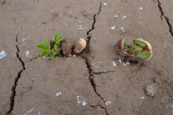 哪些地方不适合种花生，沙土地、贫瘠土地等地块不宜种植