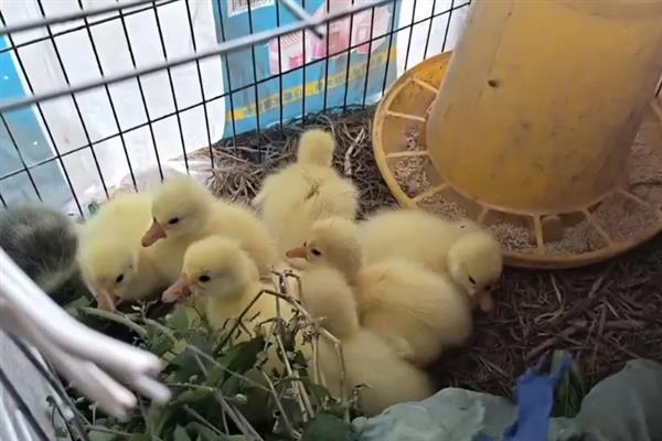 鹅破壳后能不能从孵化器中拿出来，绒毛干燥后再拿出来放入保温箱中