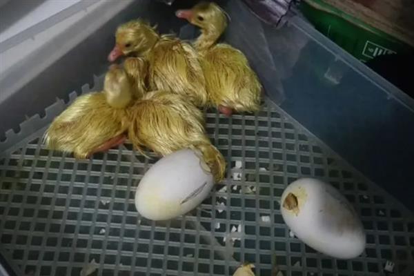 鹅破壳后能不能从孵化器中拿出来，绒毛干燥后再拿出来放入保温箱中