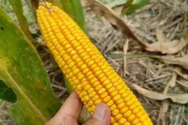 益农72玉米种的特征特性，夏播生育期为97天左右