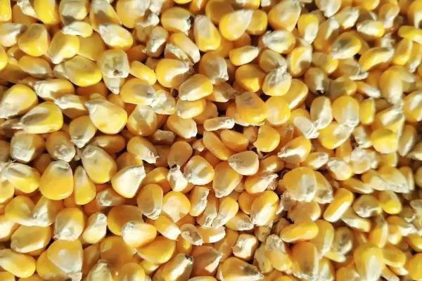 益农72玉米种的特征特性，夏播生育期为97天左右