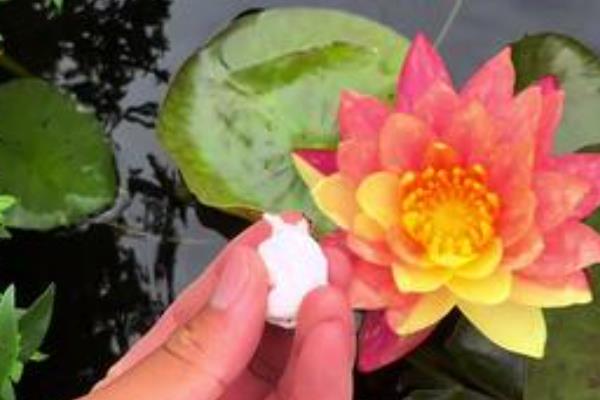 一个花盆能养多少睡莲，通常可以养殖3个左右