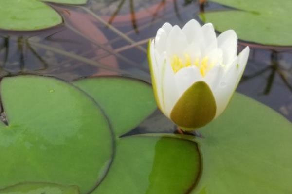 一个花盆能养多少睡莲，通常可以养殖3个左右