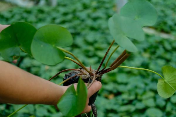 一个花盆能养多少睡莲，通常可以养殖3个左右