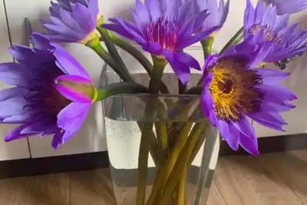 一个花盆能养多少睡莲，通常可以养殖3个左右