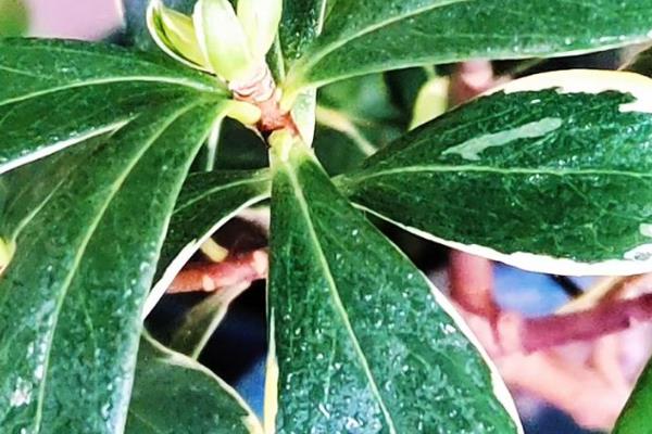 金边瑞香花苞一碰就掉的原因，可能是浇水过多所致