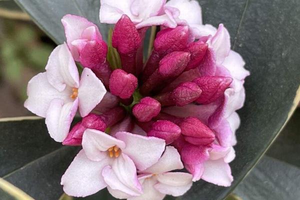 金边瑞香花苞一碰就掉的原因，可能是浇水过多所致
