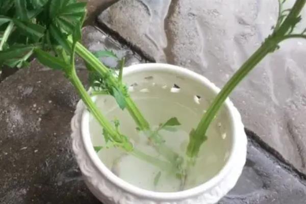 使用生根粉的方法，主要有浸泡、喷施、撒施等方式
