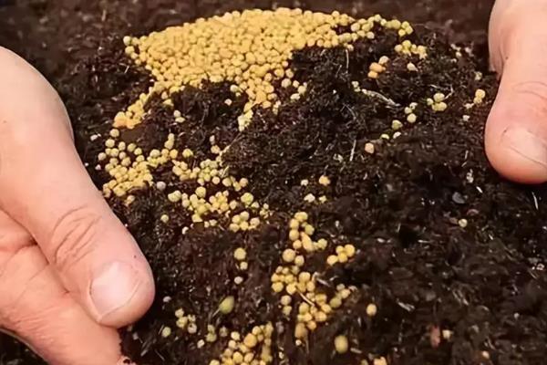 如何养殖醉蝶花，夏季每天至少浇一次水