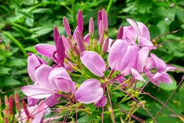 如何养殖醉蝶花，夏季每天至少浇一次水