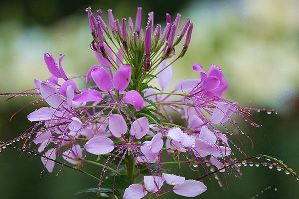如何养殖醉蝶花，夏季每天至少浇一次水