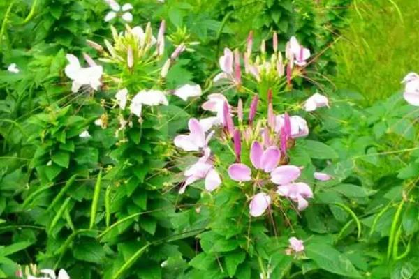 如何养殖醉蝶花，夏季每天至少浇一次水