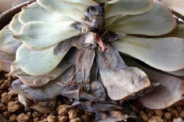 多菌灵可以治黑腐病吗，多菌灵可以治黑腐病